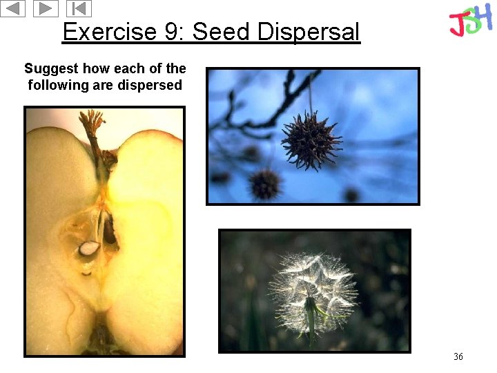 Exercise 9: Seed Dispersal Suggest how each of the following are dispersed 36 