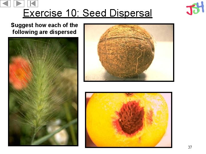 Exercise 10: Seed Dispersal Suggest how each of the following are dispersed 37 