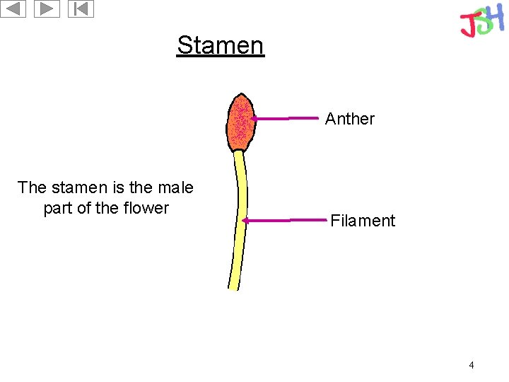 Stamen Anther The stamen is the male part of the flower Filament 4 