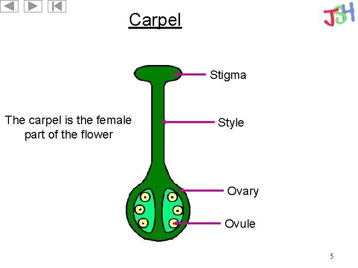 Carpel Stigma The carpel is the female part of the flower Style Ovary Ovule