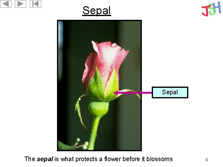 Sepal The sepal is what protects a flower before it blossoms 6 