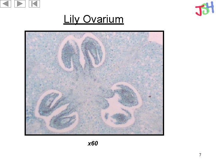 Lily Ovarium x 60 7 