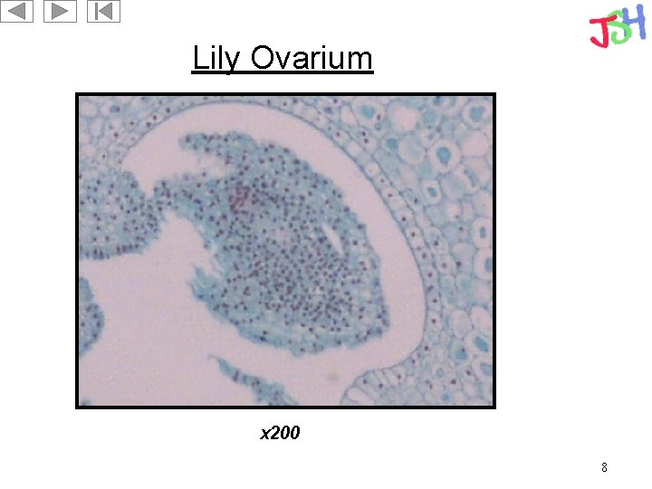 Lily Ovarium x 200 8 