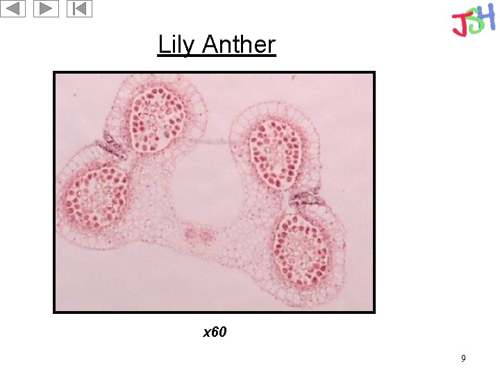 Lily Anther x 60 9 
