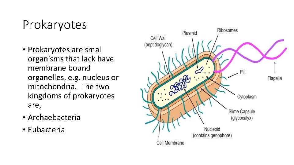 Prokaryotes • Prokaryotes are small organisms that lack have membrane bound organelles, e. g.