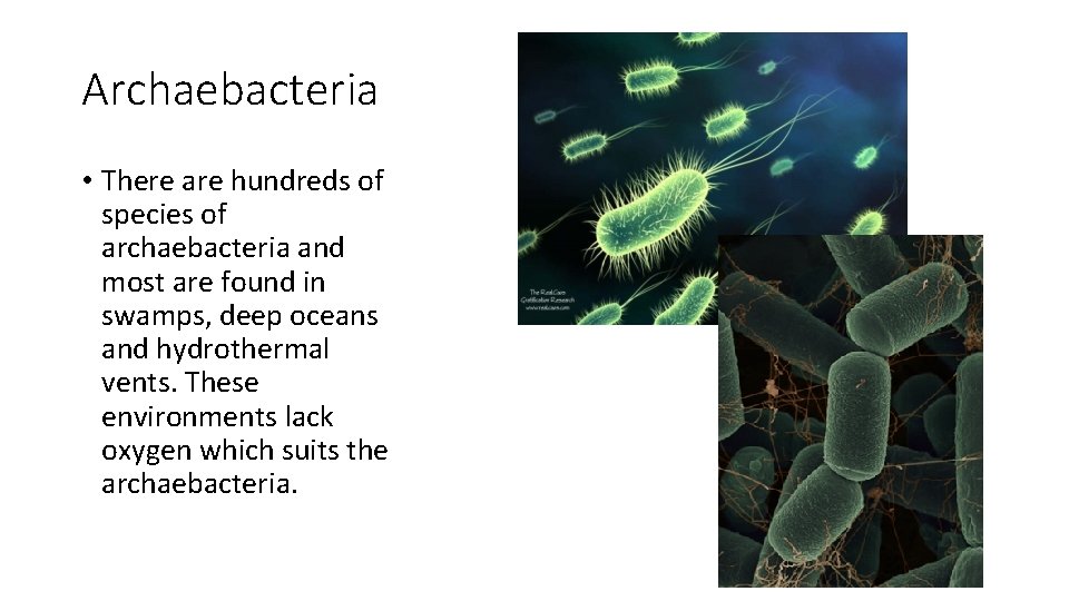 Archaebacteria • There are hundreds of species of archaebacteria and most are found in