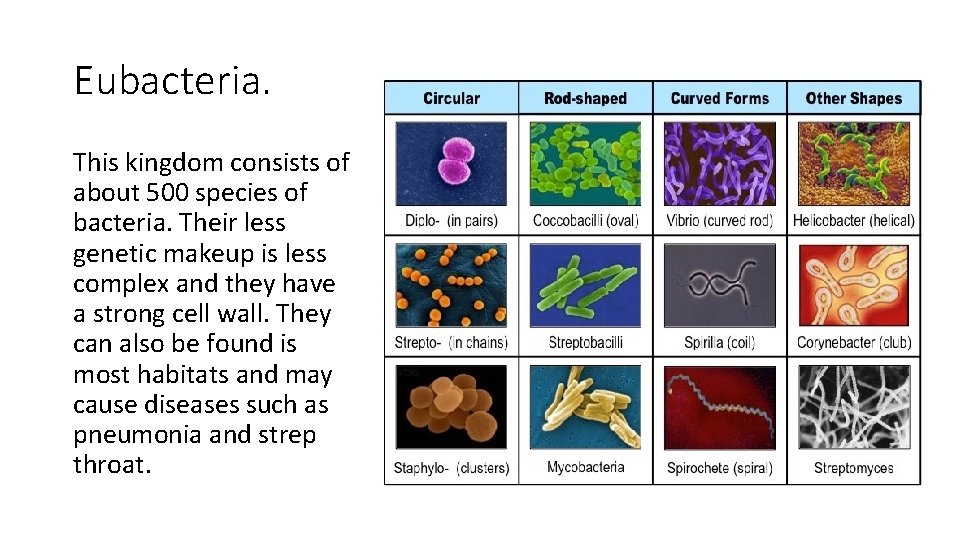 Eubacteria. This kingdom consists of about 500 species of bacteria. Their less genetic makeup