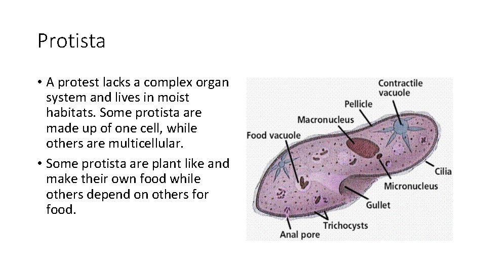 Protista • A protest lacks a complex organ system and lives in moist habitats.