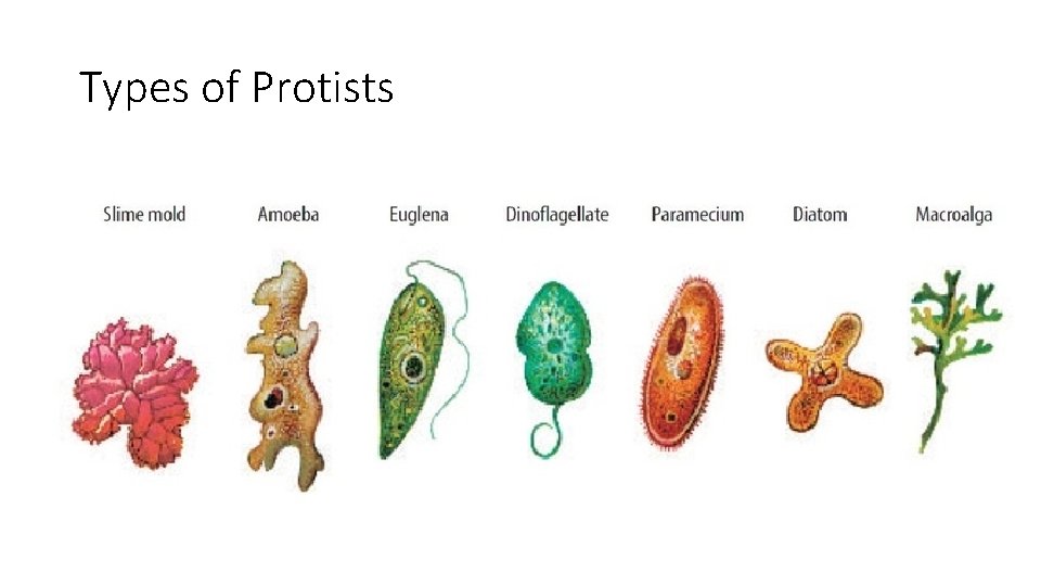 Types of Protists 