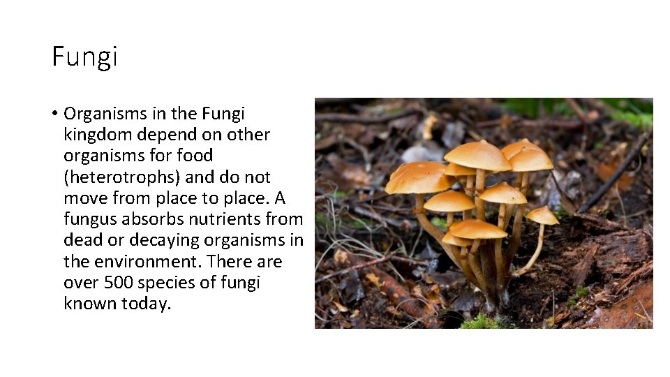 Fungi • Organisms in the Fungi kingdom depend on other organisms for food (heterotrophs)