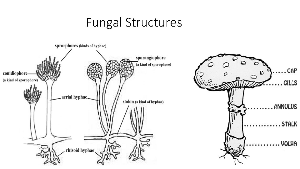 Fungal Structures 