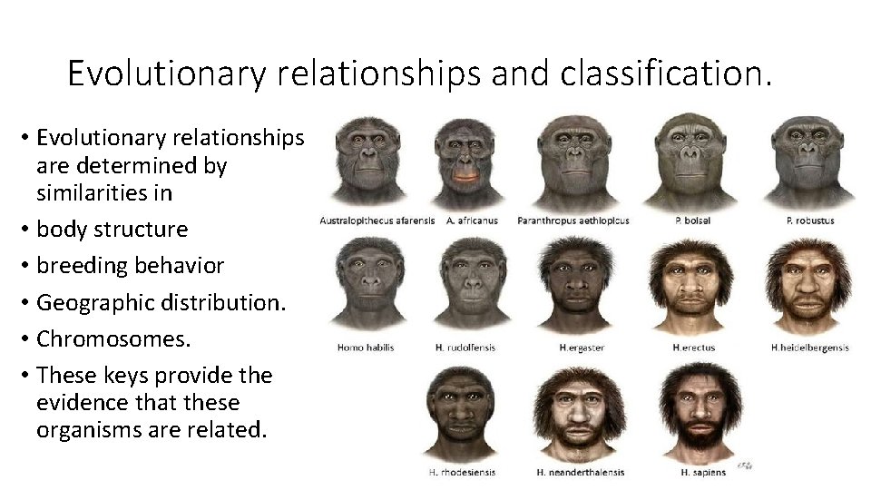 Evolutionary relationships and classification. • Evolutionary relationships are determined by similarities in • body