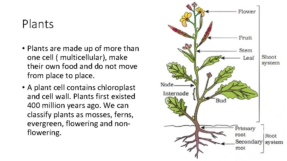 Plants • Plants are made up of more than one cell ( multicellular), make