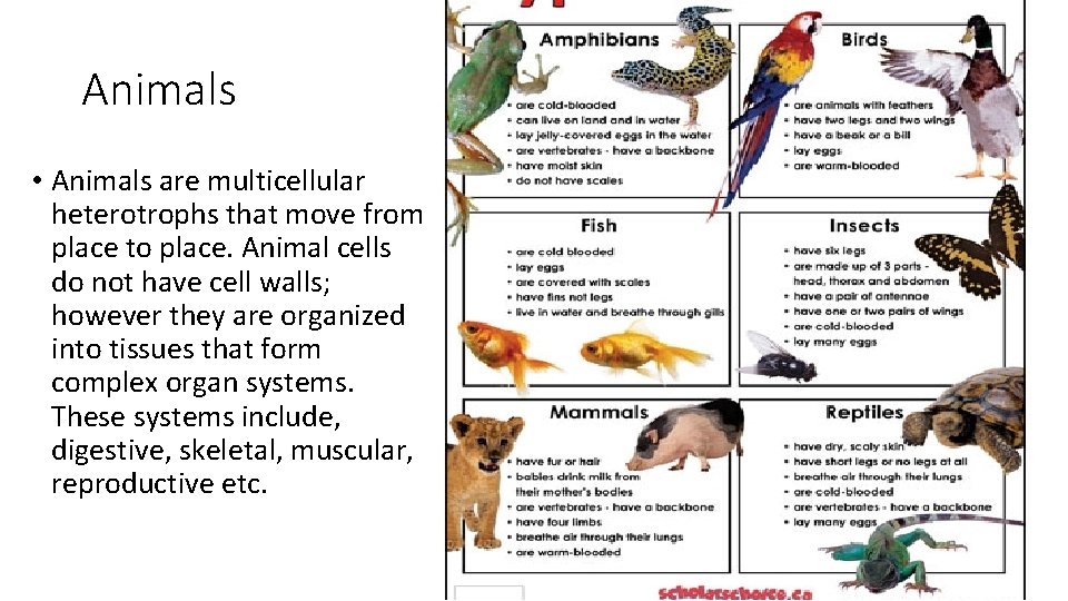 Animals • Animals are multicellular heterotrophs that move from place to place. Animal cells