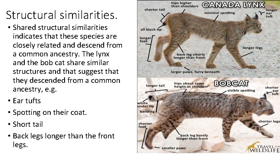 Structural similarities. • Shared structural similarities indicates that these species are closely related and