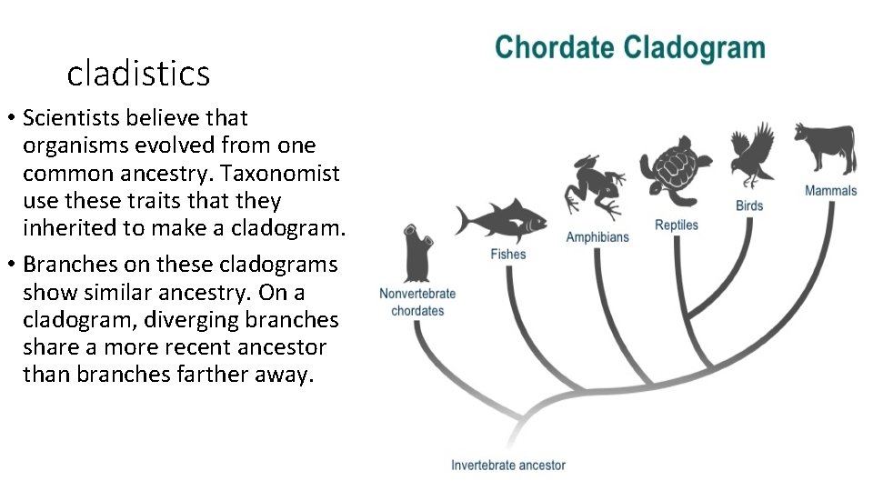 cladistics • Scientists believe that organisms evolved from one common ancestry. Taxonomist use these