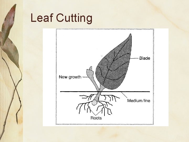 Leaf Cutting 