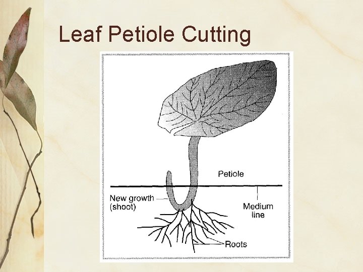 Leaf Petiole Cutting 