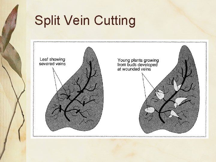 Split Vein Cutting 