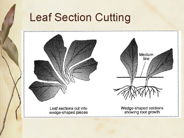 Leaf Section Cutting 