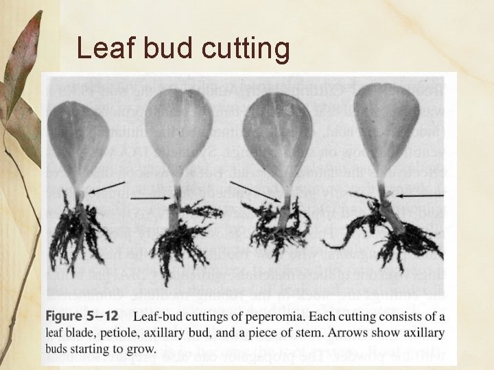 Leaf bud cutting 
