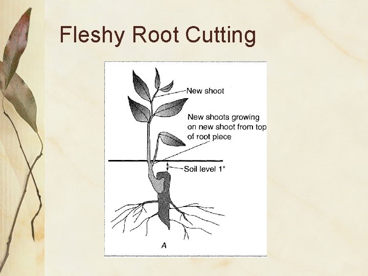 Fleshy Root Cutting 