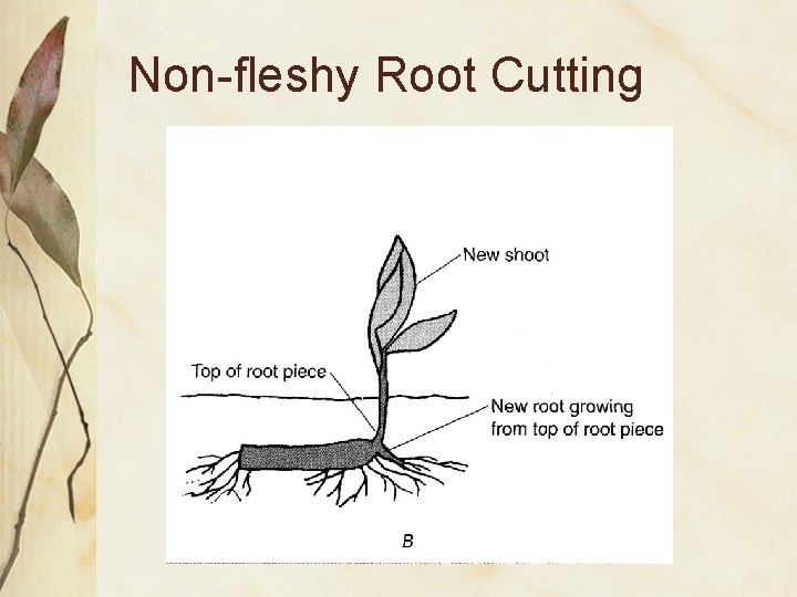 Non-fleshy Root Cutting 