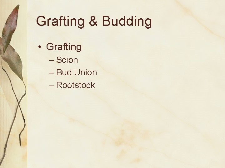 Grafting & Budding • Grafting – Scion – Bud Union – Rootstock 