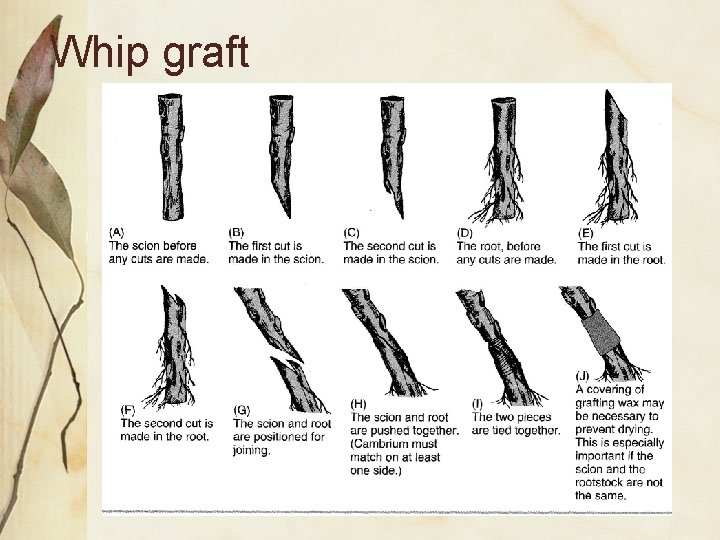 Whip graft 