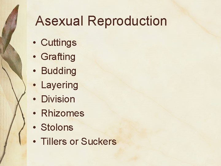 Asexual Reproduction • • Cuttings Grafting Budding Layering Division Rhizomes Stolons Tillers or Suckers