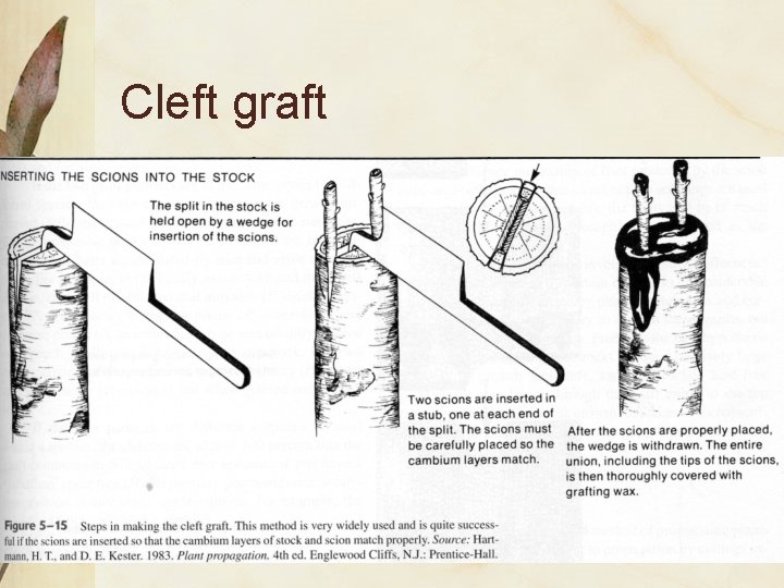 Cleft graft 