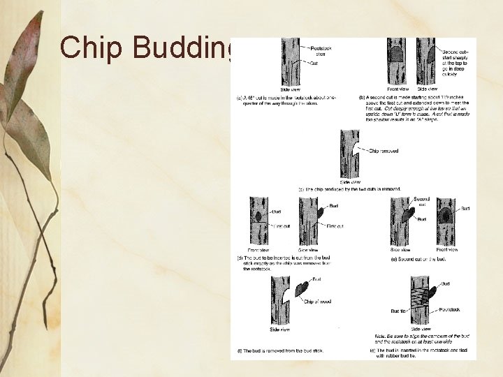 Chip Budding 