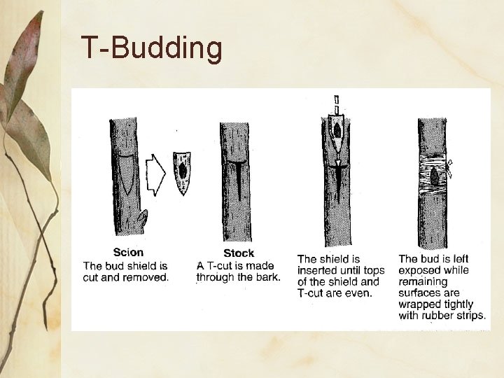T-Budding 