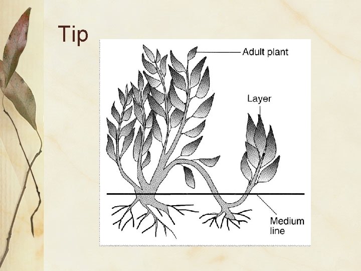 Tip 