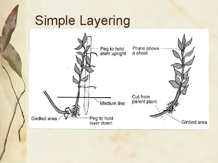 Simple Layering 