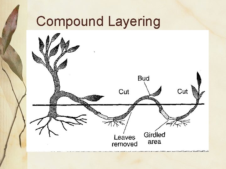 Compound Layering 