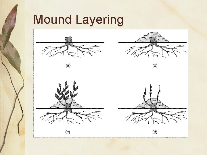 Mound Layering 