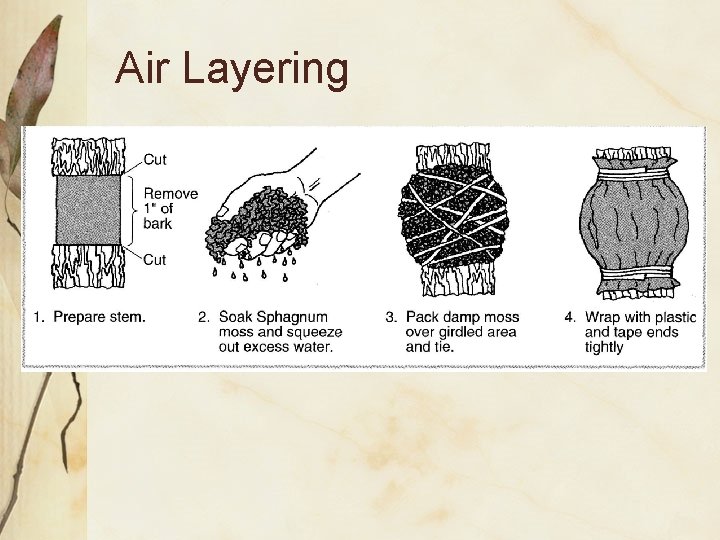 Air Layering 