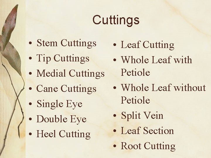 Cuttings • • Stem Cuttings Tip Cuttings Medial Cuttings Cane Cuttings Single Eye Double