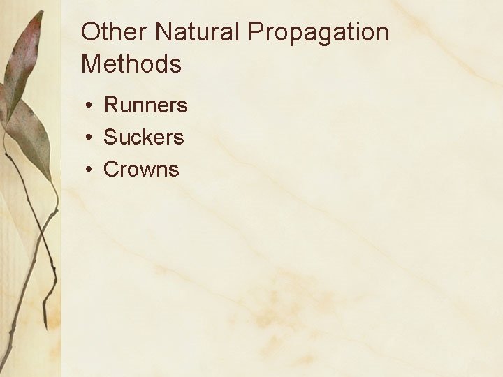 Other Natural Propagation Methods • Runners • Suckers • Crowns 