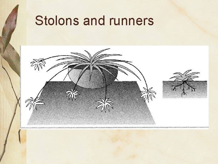 Stolons and runners 