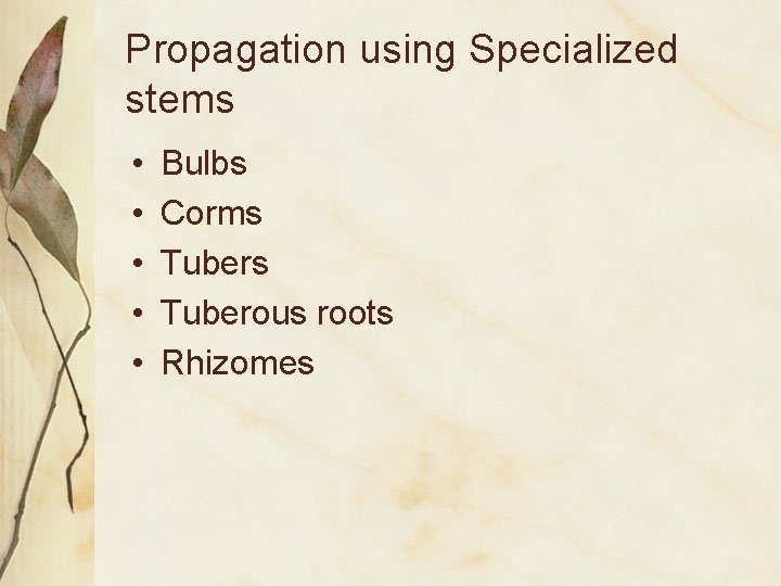 Propagation using Specialized stems • • • Bulbs Corms Tuberous roots Rhizomes 