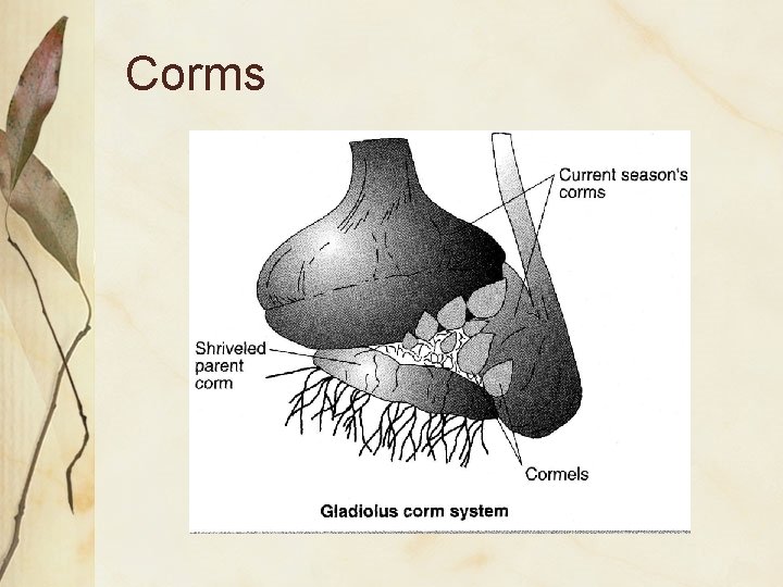 Corms 