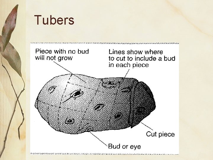 Tubers 