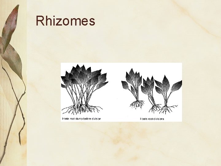 Rhizomes 