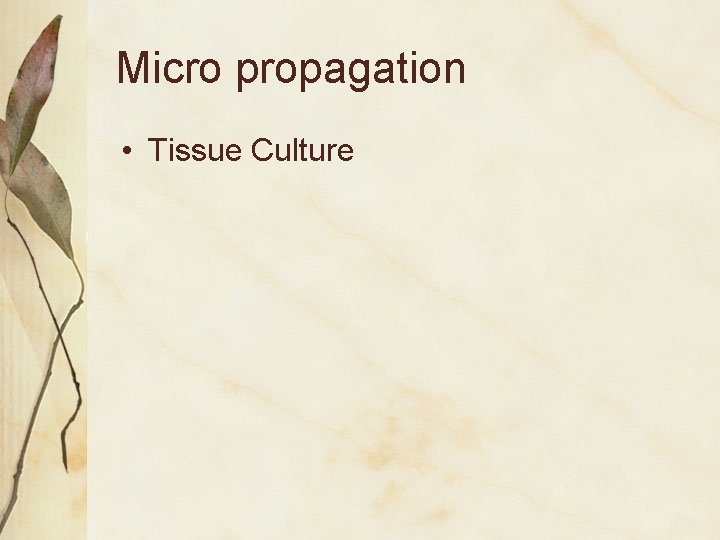 Micro propagation • Tissue Culture 