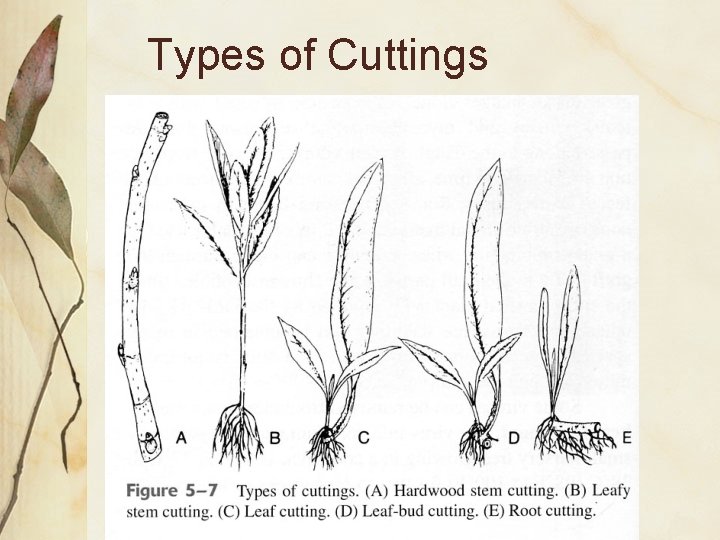 Types of Cuttings 