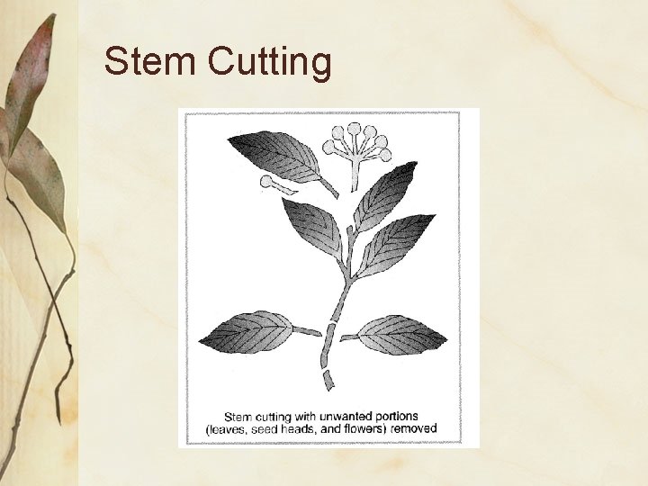 Stem Cutting 