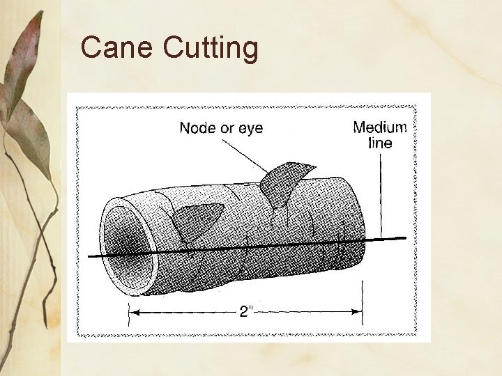 Cane Cutting 