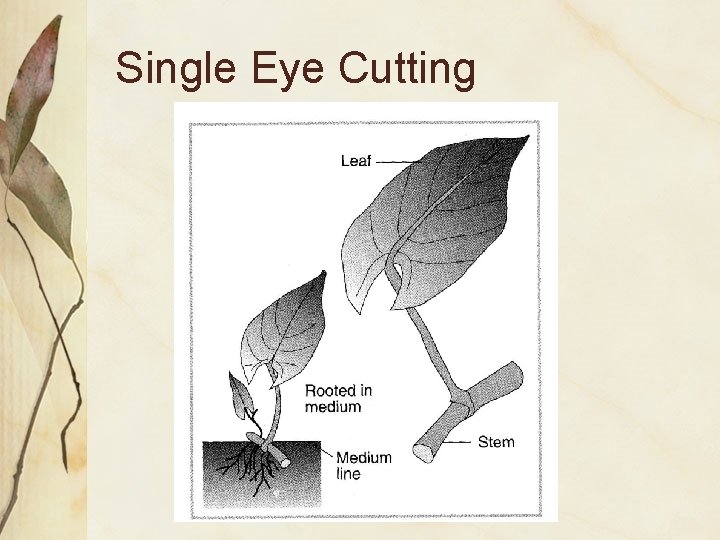 Single Eye Cutting 